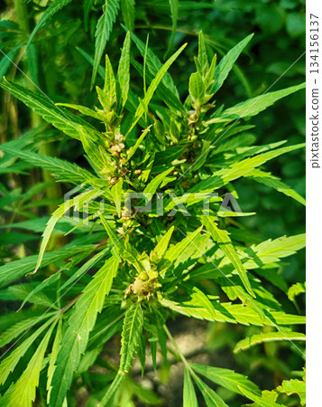 marihuana plant in the nature marihuana plant in the nature 134156137