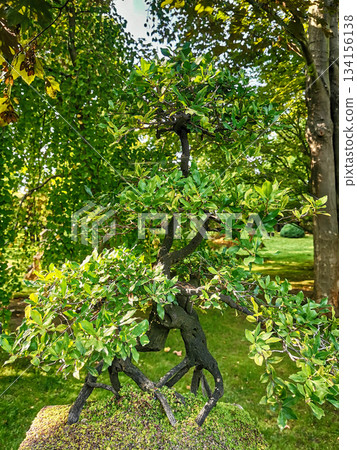 nice spring garden in czech republic 134156138