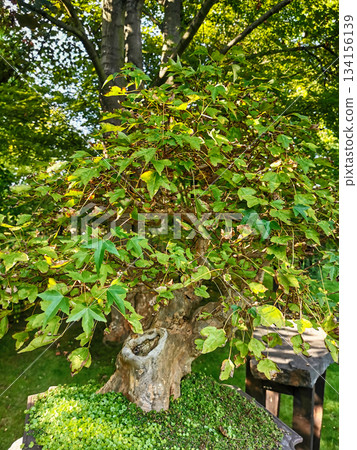 nice spring garden in czech republic nice spring garden in czech republic 134156139
