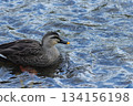 A mallard duck swimming on the clear water 134156198