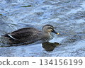 A mallard duck swimming on the clear water 134156199