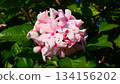 Cluster of Dewy Light Pink Tropical Flowers on Green Foliage 134156202