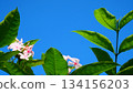 Pink Tropical Blossoms Against a Bright Blue Sky 134156203
