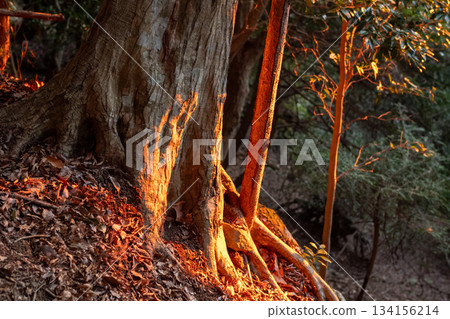 Climbing Mt. Oyama, Kanagawa Prefecture 134156214