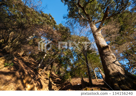 攀登神奈川縣大山 134156240