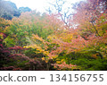 Izu Peninsula in December - the last autumn leaves of the year 134156755