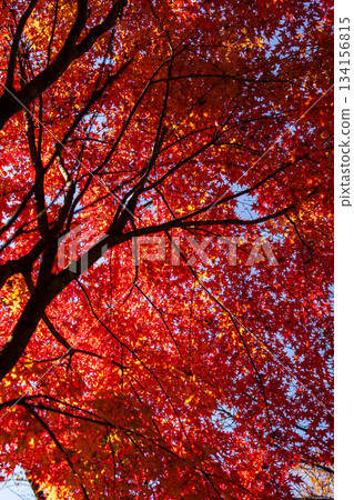 Autumn leaves that turn red 134156815