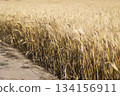 新鮮的小麥 134156911