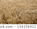 新鮮的小麥 134156912