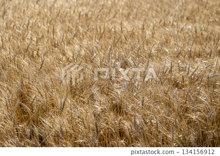 Fresh wheat Fresh wheat 134156912