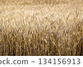 新鮮的小麥 134156913