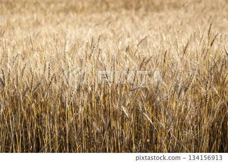 Fresh wheat 134156913