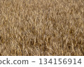 新鮮的小麥 134156914