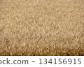 新鮮的小麥 134156915