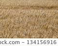 新鮮的小麥 134156916