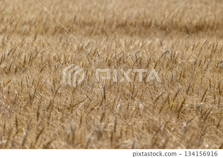 Fresh wheat 134156916
