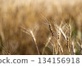 新鮮的小麥 134156918