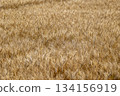 新鮮的小麥 134156919