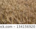 新鮮的小麥 134156920