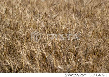 新鮮的小麥 134156920
