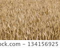 新鮮的小麥 134156925