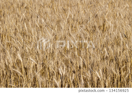 新鮮的小麥 新鮮的小麥 134156925