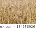 新鮮的小麥 134156926