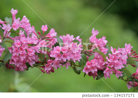 Weigela pink flowers 134157171