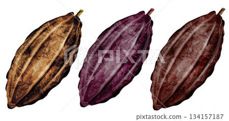 Cocoa watercolor set. Three beans of different colors clip art. Hand-drawn watercolor illustration on a white background. For chocolate and cocoa product designs. Cocoa watercolor set. Three beans of different colors clip art. Hand-drawn watercolor illustration on a white background. For chocolate and cocoa product designs. 134157187