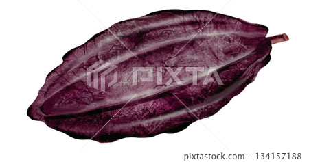 Cocoa watercolor. Superfood bean clip art. Hand-drawn watercolor illustration on a white background. For chocolate and cocoa product designs. 134157188