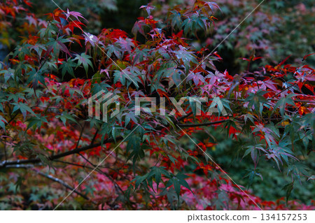 Red and green maple trees Red and green maple trees 134157253