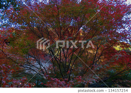 Red and green autumn leaves Red and green autumn leaves 134157254
