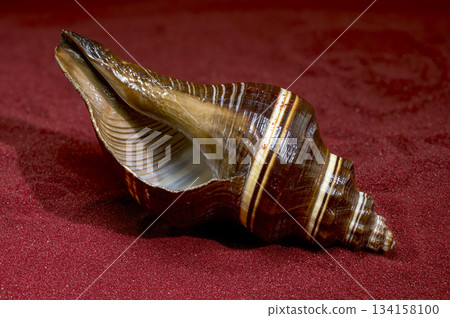 Shiny Striped Whelk Shell Lying on Luxurious Red Sand Backdrop 134158100
