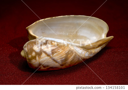Glossy Olive Shell Resting on Rich Red Sparkling Sand Background 134158101