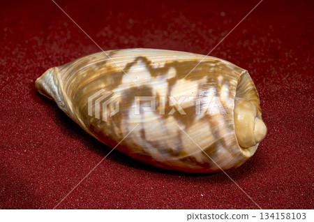 Glossy Olive Shell Resting on Rich Red Sparkling Sand Background Glossy Olive Shell Resting on Rich Red Sparkling Sand Background 134158103