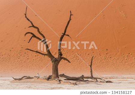 Dead Trees in Deadvlei Dead Trees in Deadvlei 134158127