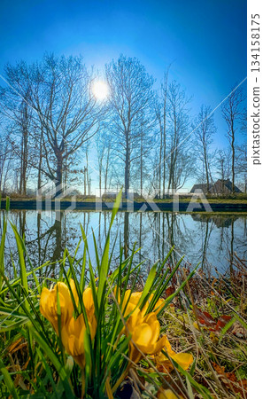 A Gorgeous and Vibrant Spring Scene Featuring Colorful Flowers and Serene Reflections on Water A Gorgeous and Vibrant Spring Scene Featuring Colorful Flowers and Serene Reflections on Water 134158175