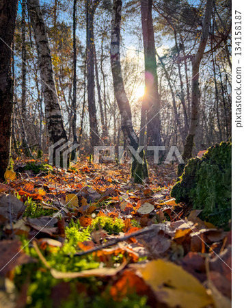 Close View Uncovers Plant Diversity, Image Emphasizes Wide Range Of Leaf Variations Present In 134158187