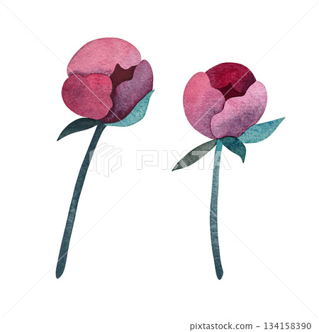 A lovely watercolor illustration of a peony bud A lovely watercolor illustration of a peony bud 134158390