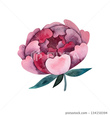 A stunning illustration of a large peony flower A stunning illustration of a large peony flower 134158394