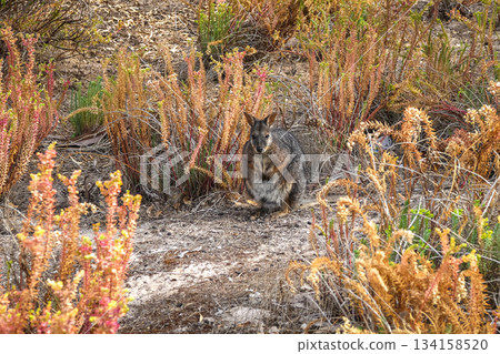 Wallaby standing on forest floor among dry leaves on Kangaroo Island 134158520