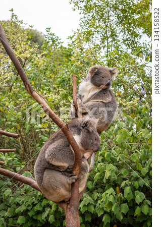 Two koalas resting on tree branches in Kangaroo Island, Australia Two koalas resting on tree branches in Kangaroo Island, Australia 134158522