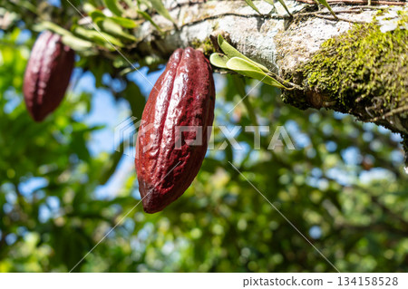 Cacao pod growing in Tentena, Sulawesi, Indonesia tropical forest Cacao pod growing in Tentena, Sulawesi, Indonesia tropical forest 134158528