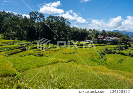 Traditional village surrounded by rice fields in Toraja, Sulawesi, Indonesia 134158533