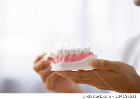 Close-up of a tooth model and toothbrush held by a woman in a white coat Close-up of a tooth model and toothbrush held by a woman in a white coat 134158631