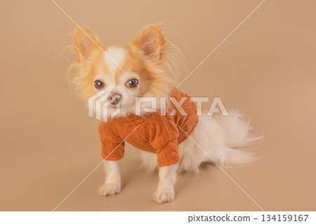 A white and red Chihuahua dog in a brown shirt on a beige background. A white and red Chihuahua dog in a brown shirt on a beige background. 134159167