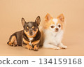 Two Chihuahua dogs are lying on a beige background. 134159168