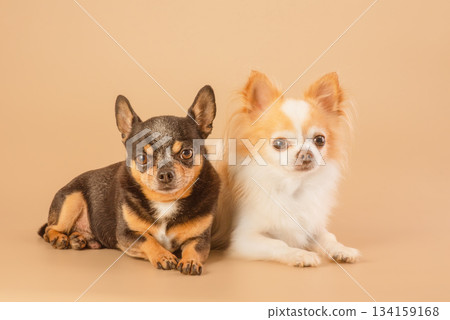 Two Chihuahua dogs are lying on a beige background. 134159168