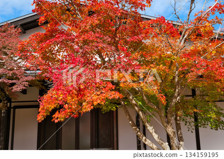 The beginning of autumn leaves The beginning of autumn leaves 134159195