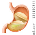 Human Stomach with pistachio. The stomach digests pistachio. A stomach filled with healthy food with protein. Proper nutrition. Realistic 3d Vector illustration. Food digestion process illustration 134159344